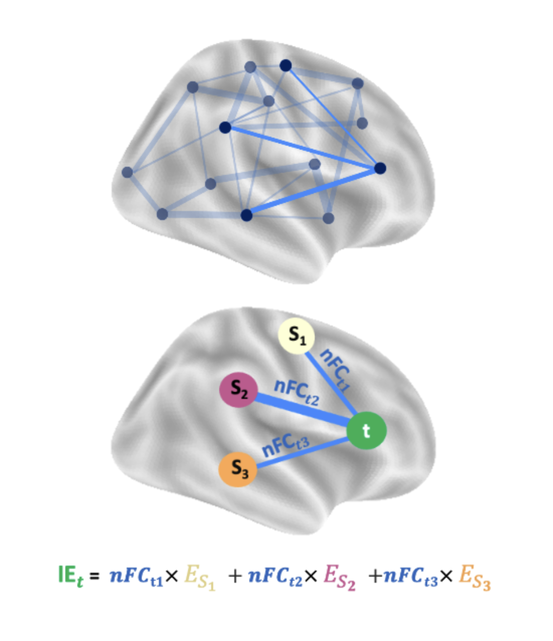 <p>Brain NETWORK MODELING</p>